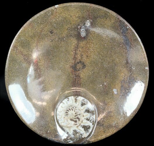 -/ Fossil Goniatite Dish - Stoneware #49388